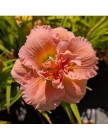 Hemerocallis Siloam Double Classic (3lt)