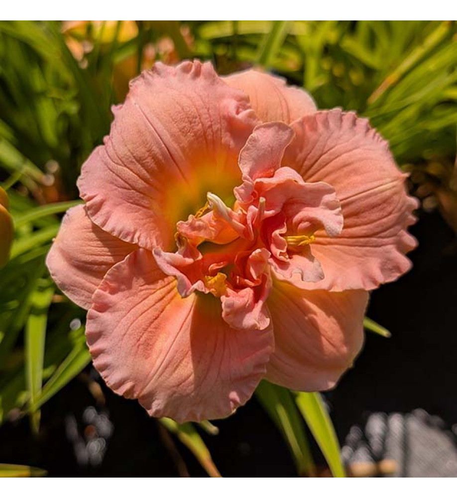 Hemerocallis Siloam Double Classic (3lt)