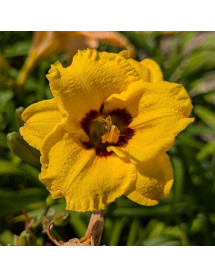 Hemerocallis Siloam June Bug (3lt)