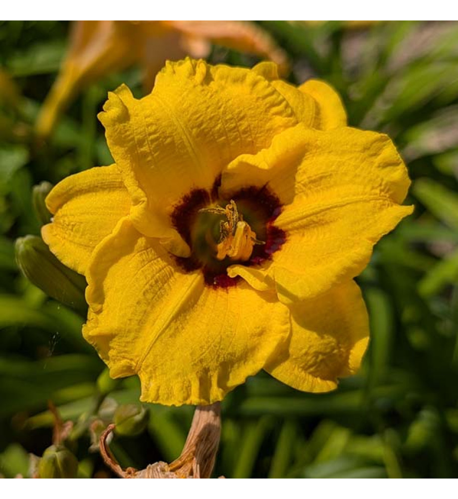 Hemerocallis Siloam June Bug (3lt)