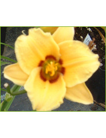 Hemerocallis Siloam June Bug (3lt)