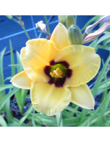 Hemerocallis Siloam June Bug (3lt)