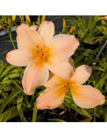 Hemerocallis Tone Poem (1.5lt)