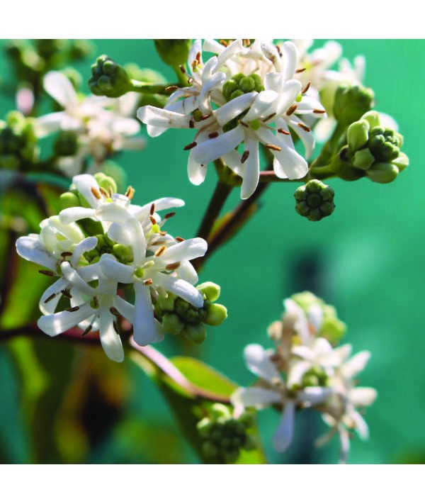 Heptacodium miconioides (7.5lt) Heptacodium miconioides (7.5lt)