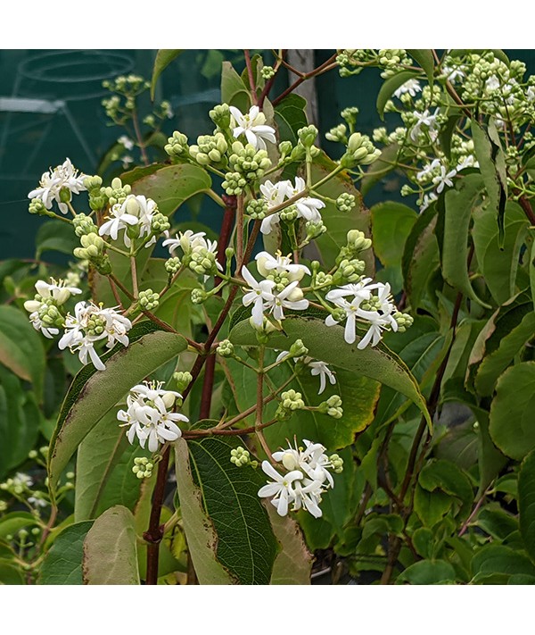 Heptacodium miconioides (3lt)