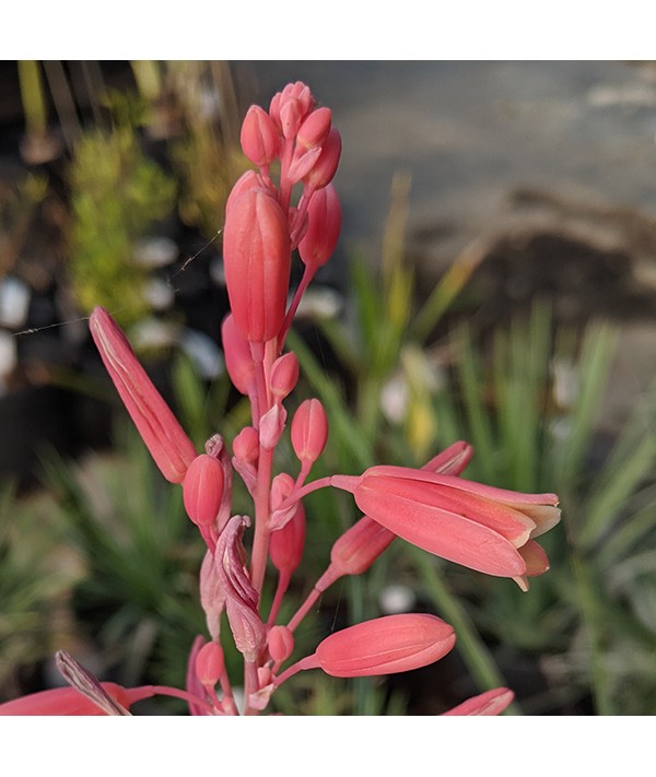 Hesperaloe parviflora (2lt)