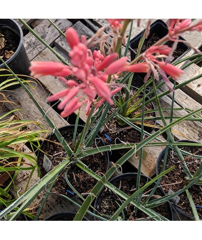 Hesperaloe parviflora (2lt)