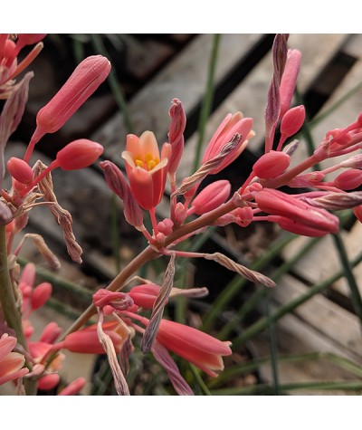 Hesperaloe parviflora (2lt)