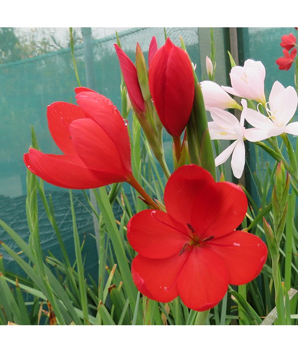 Hesperantha coccinea Major (1lt)