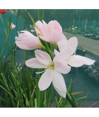 Hesperantha coccinea Pink Princess (1lt)