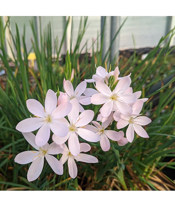 Hesperantha coccinea Pink Princess (1lt)