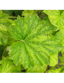 Heuchera villosa Autumn Bride (1lt)