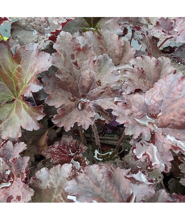 Heuchera Binoche (1lt)