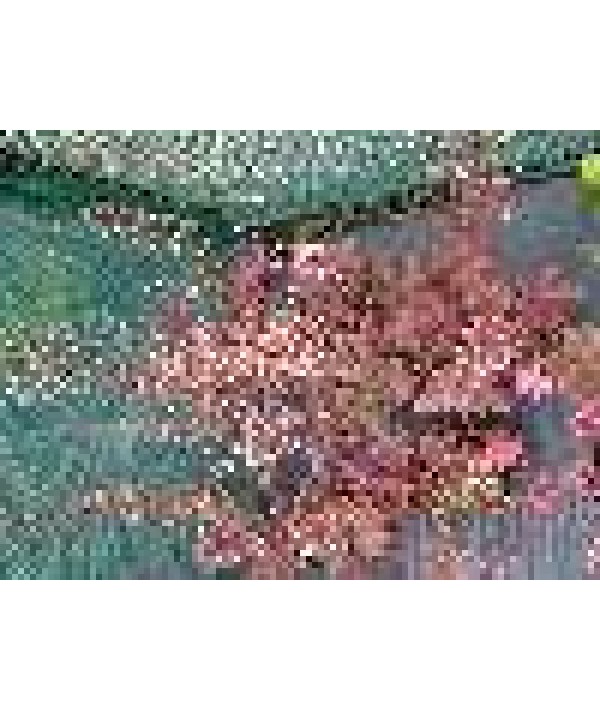 Heuchera Chocolate Ruffles (1.5lt) Heuchera Chocolate Ruffles (1.5lt)