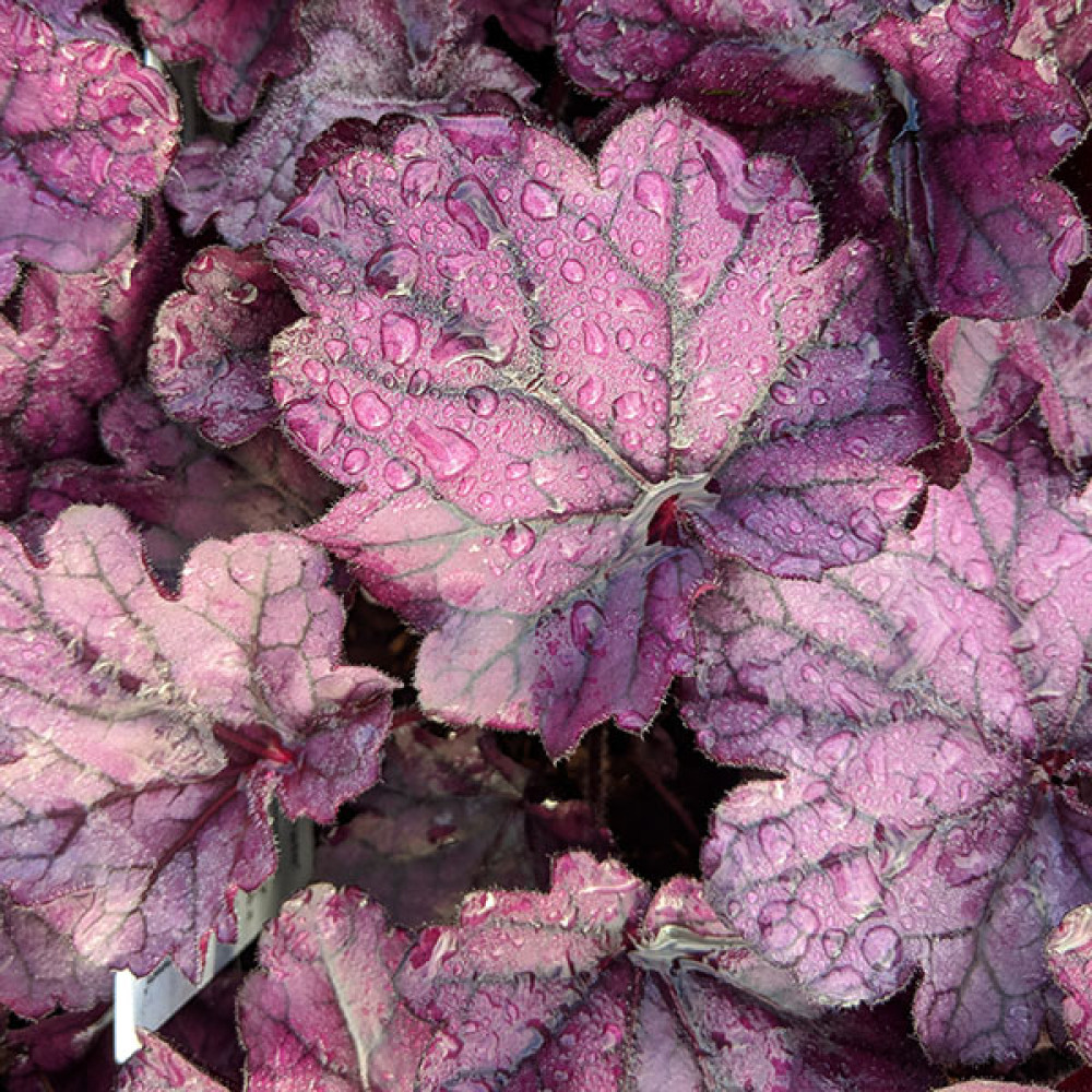 Heuchera Forever Purple (1lt)