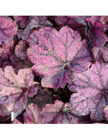 Heuchera Forever Purple (1lt)