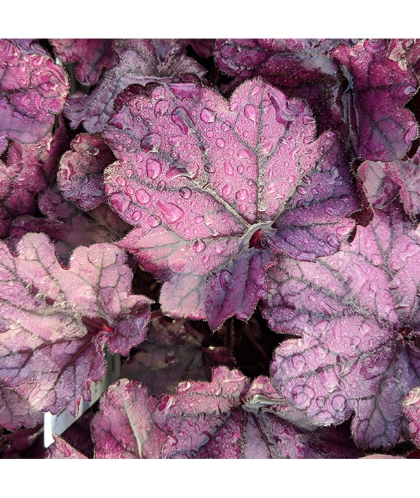 Heuchera Forever Purple (1lt)