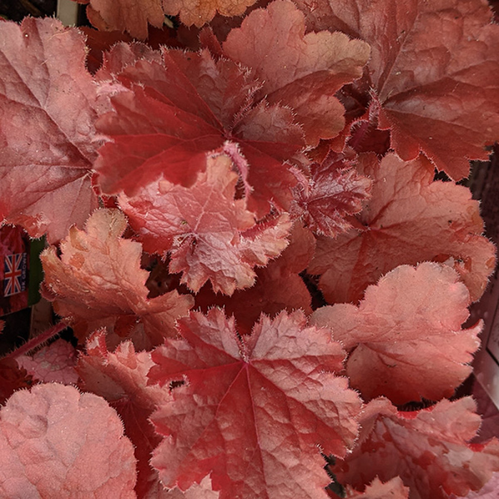 Heuchera Forever Red (1lt)