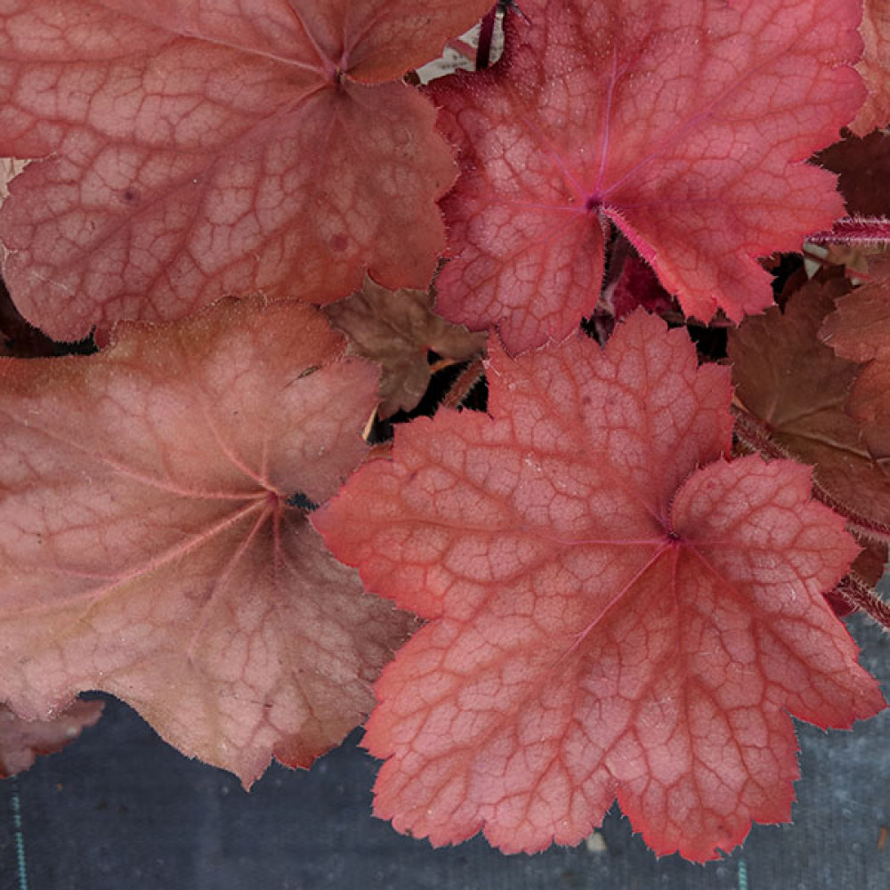 Heuchera Georgia Peach (1lt)