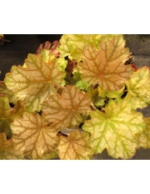 Heuchera Ginger Ale (1lt)