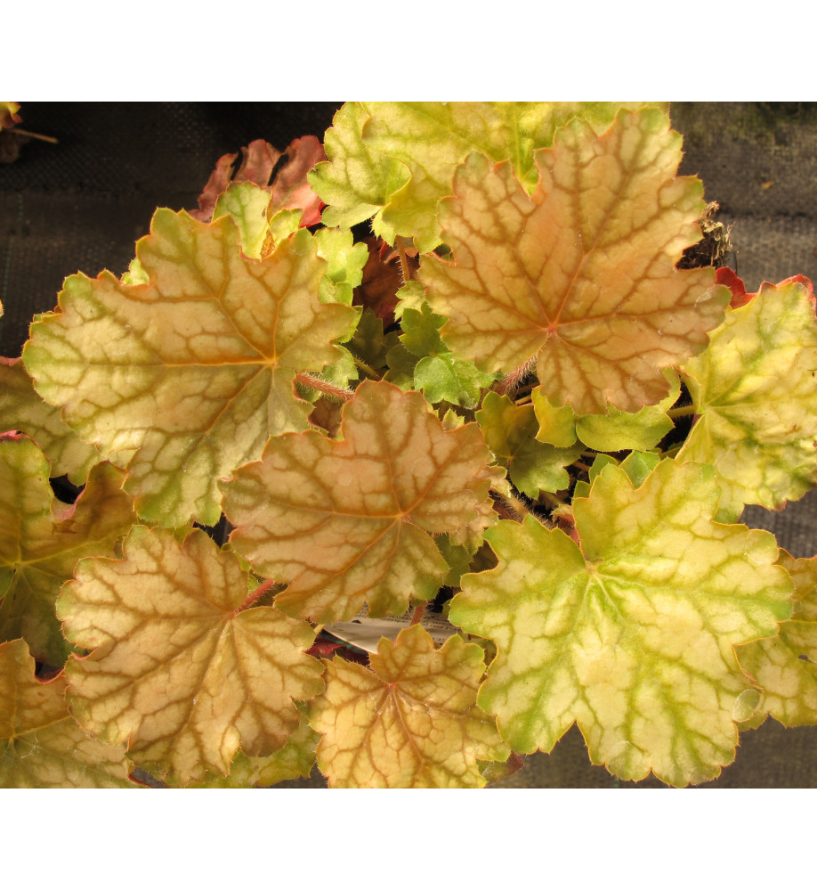 Heuchera Ginger Ale (1lt)