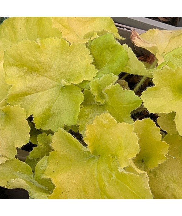 Heuchera Guacamole (1lt)