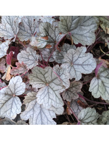 Heuchera Silver Gumdrop (1lt)