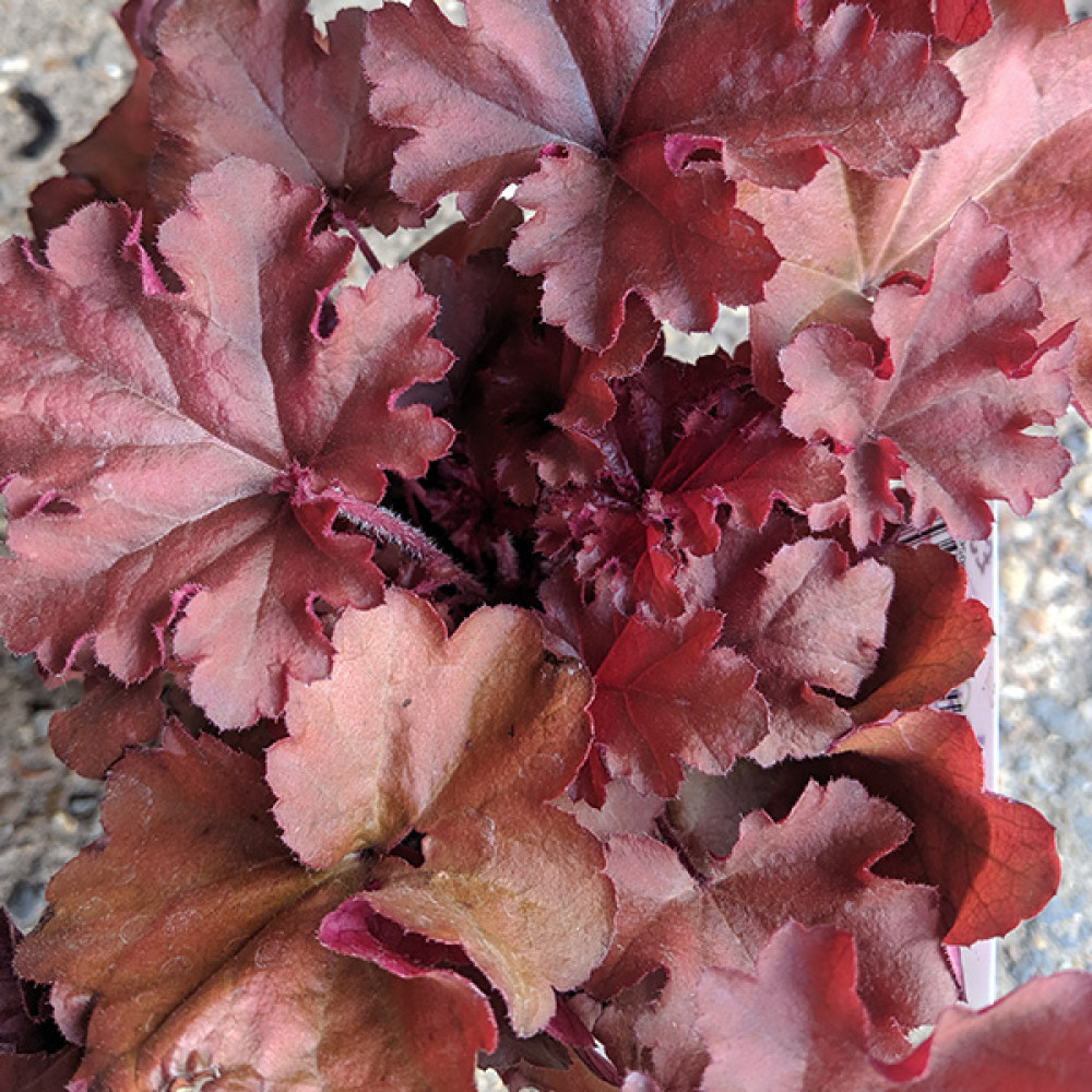 Heuchera Indian Summer Boyesenberry (1lt)