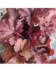Heuchera Indian Summer Boyesenberry (1lt)