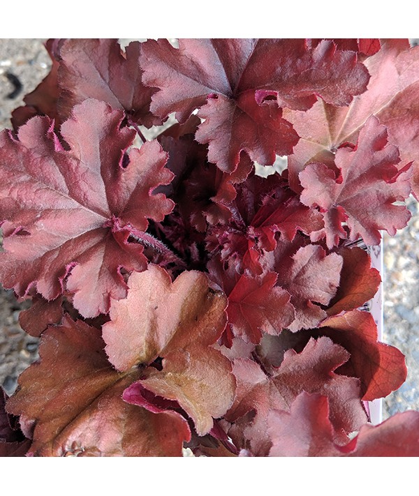 Heuchera Indian Summer Boyesenberry (1lt)