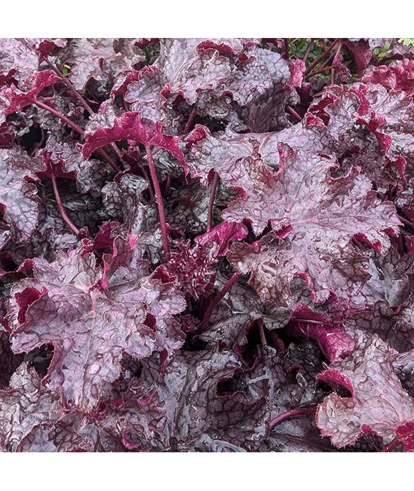 Heuchera Licorice