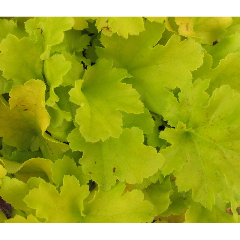 Heuchera Lime Marmalade (1lt)