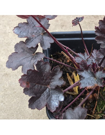 Heuchera Little Cutie Coco (1lt)