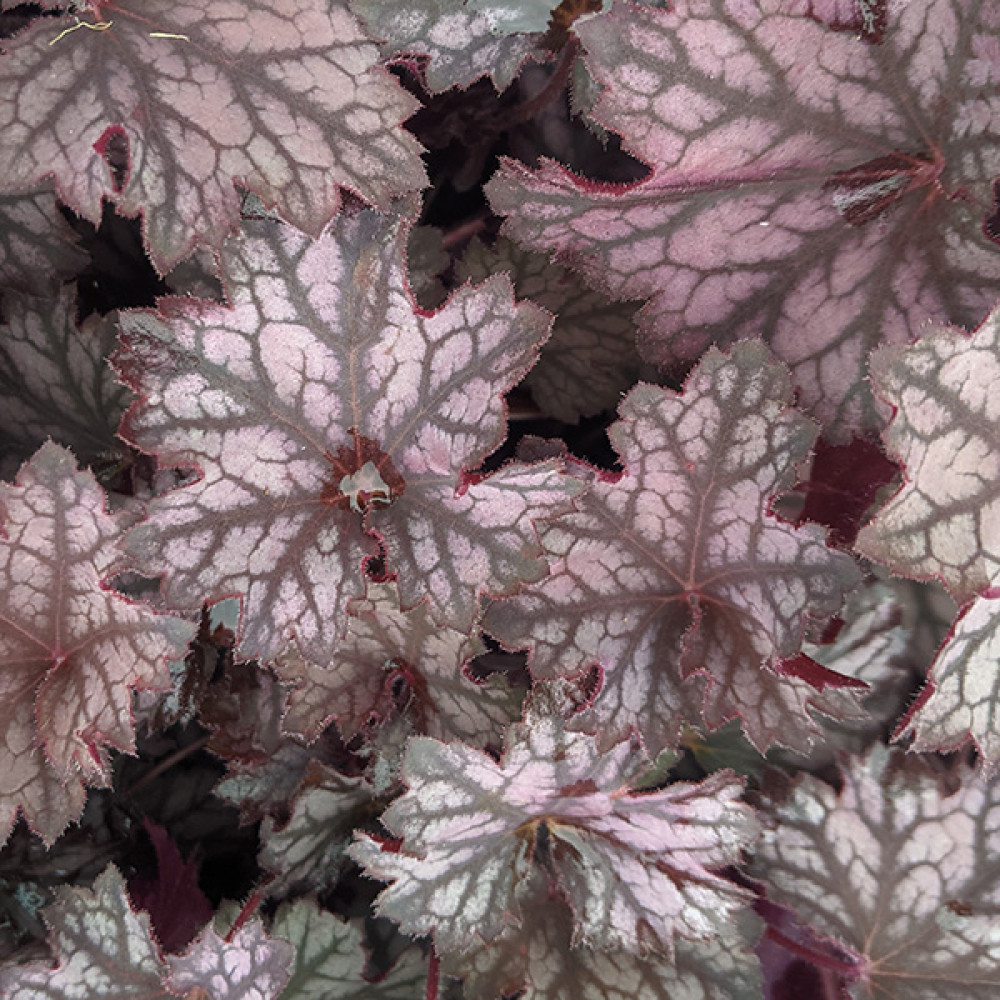 Heuchera Little Cutie 'Frost' (1lt)