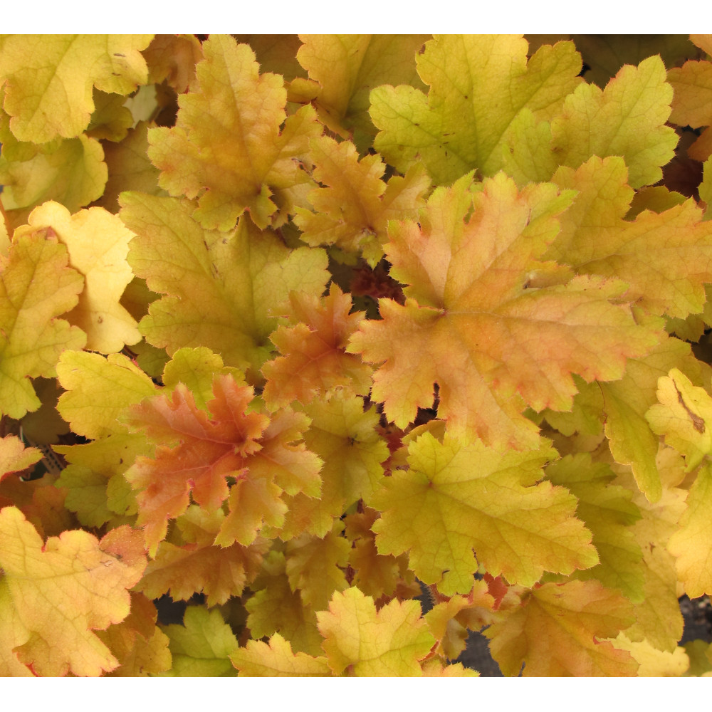 Heuchera Marmalade (1lt)