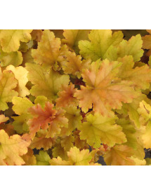 Heuchera Marmalade (1lt)