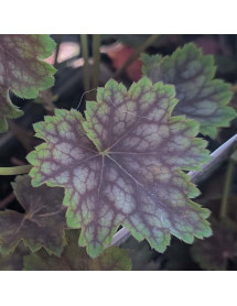 Heuchera Marvellous Marble (0.8lt)