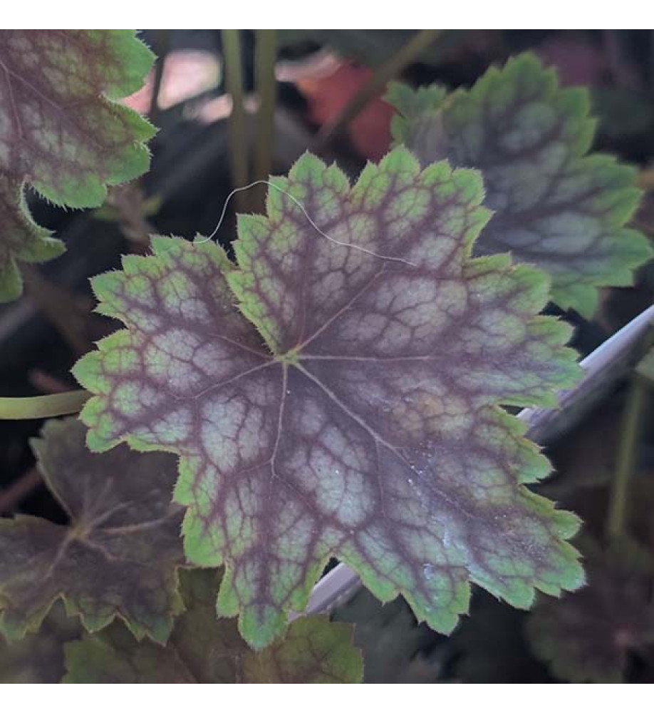 Heuchera Marvellous Marble (0.8lt)