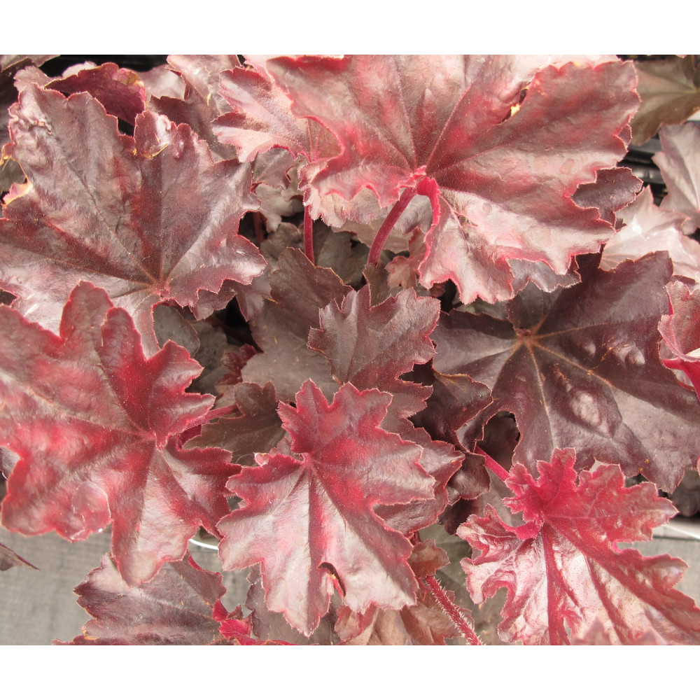 Heuchera Obsidian (1lt)