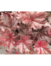 Heuchera Obsidian (1lt)