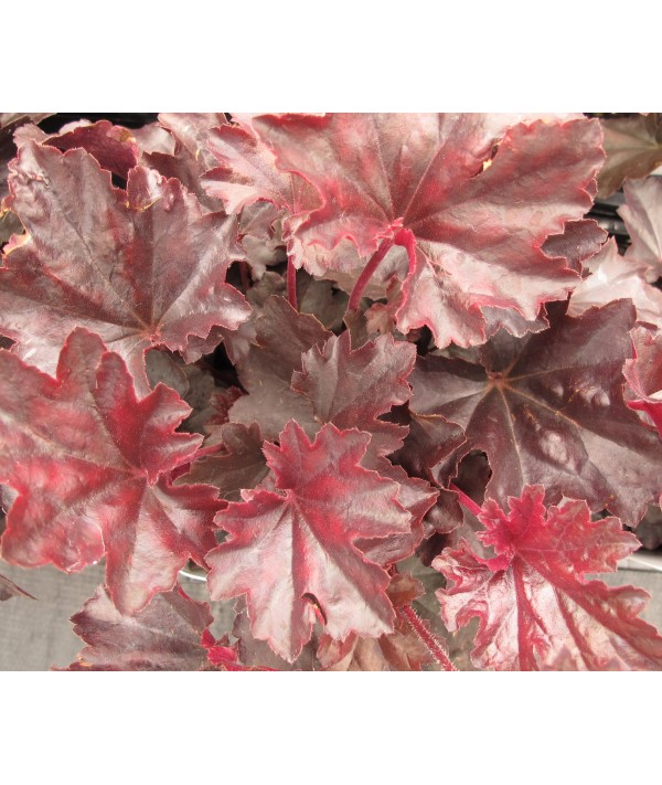 Heuchera Obsidian (1lt)