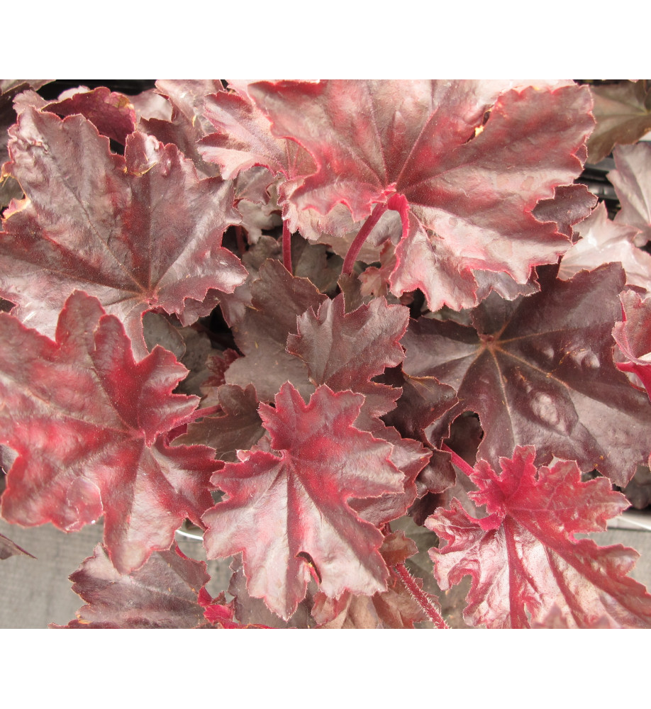 Heuchera Obsidian (1lt)
