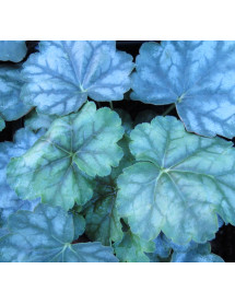 Heuchera Paris (1lt)