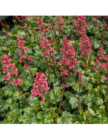 Heuchera Paris (1lt)