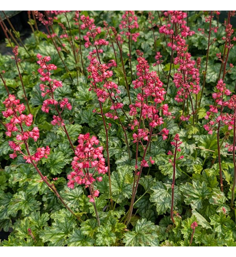 Heuchera Paris (1lt)