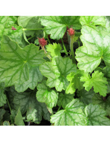 Heuchera Paris (1lt)