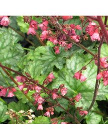 Heuchera Paris (1lt)