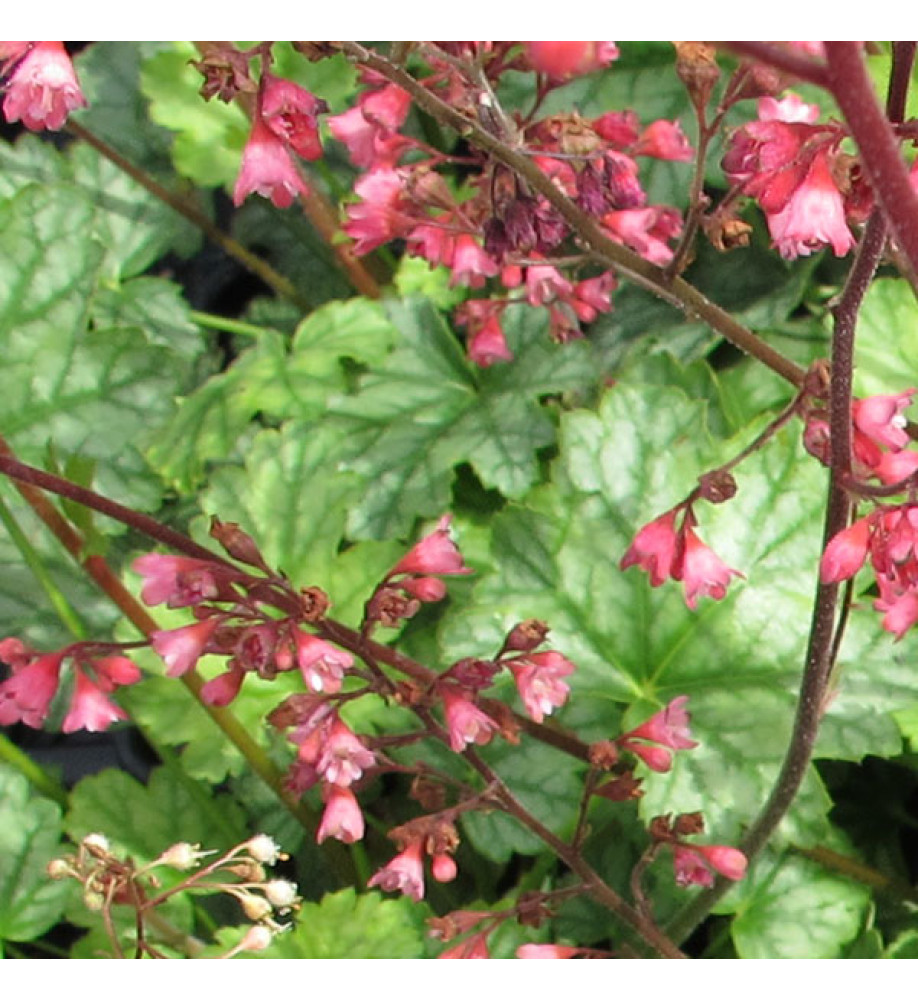 Heuchera Paris (1lt)