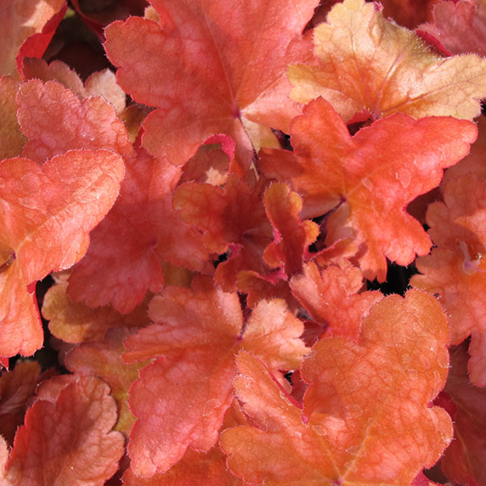 Heuchera Peach Flambe (1lt)