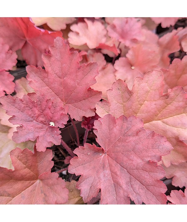 Heuchera Peachberry Ice (1lt)